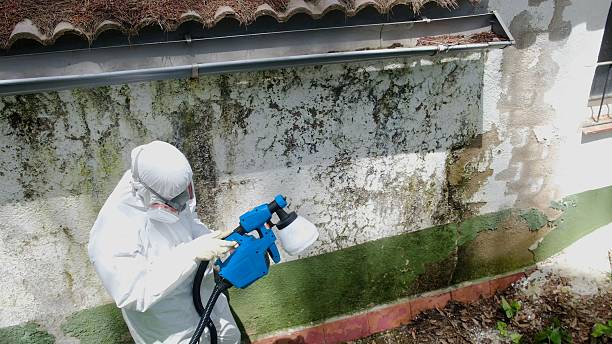 Top rated local Bathroom Mold Removal specialists in Thornton, IL